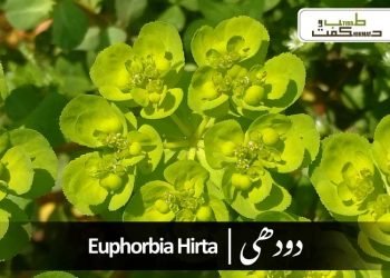 (euphorbia hirta)