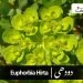 (euphorbia hirta)