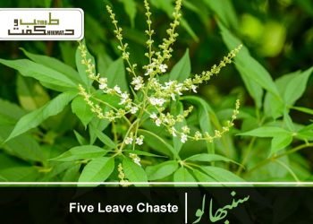 سنبھا لو-نرگنڈی