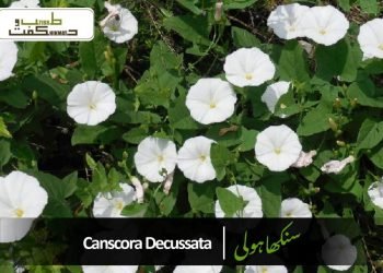 سنگترہ (نارنگی)