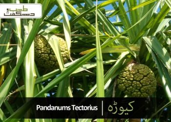 کیوڑہ