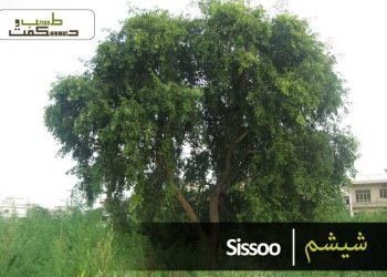 شیشم- ٹاہلی