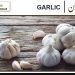 لہسن (GARLIC)