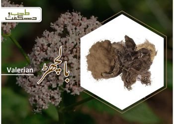 valerian