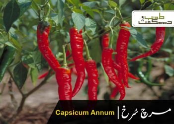 مرچ سُرخ (Capsicum Annum)
