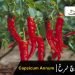 مرچ سُرخ (Capsicum Annum)