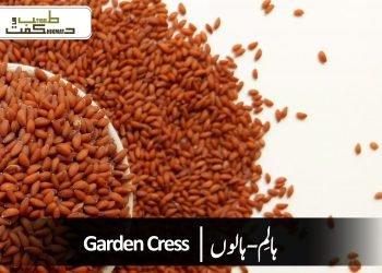 ہالِم-ہالوں