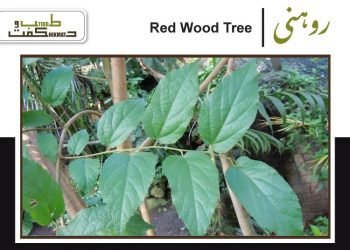 (sequoioideae) (uses of redwood)