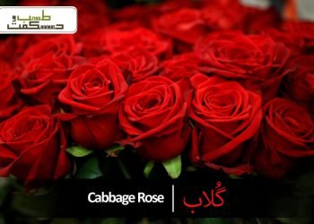 گُلاب (گُلِ سُرخ)