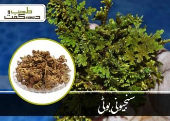 سنگترہ (نارنگی)