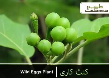 کنٹ کاری(کنڈیاری)