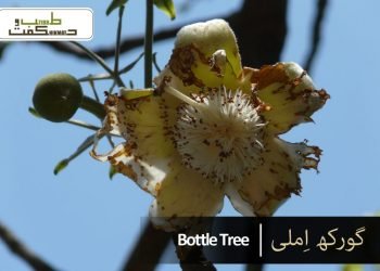 گورکھ اِملی