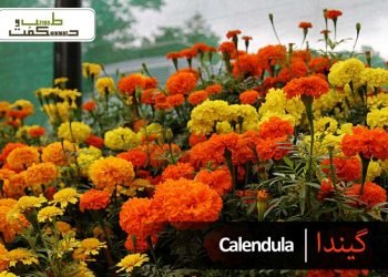 گیندا(صَد برگ)