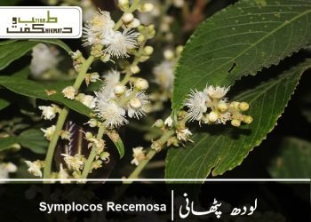 لودھ  پٹھانی