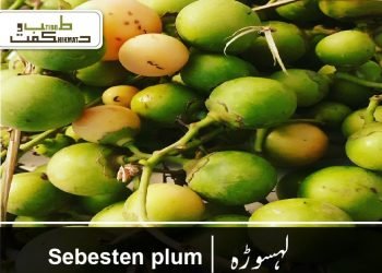 لہسوڑہ-لسُوڑہ-سپستان