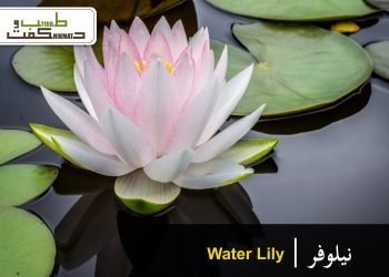 نیلوفر