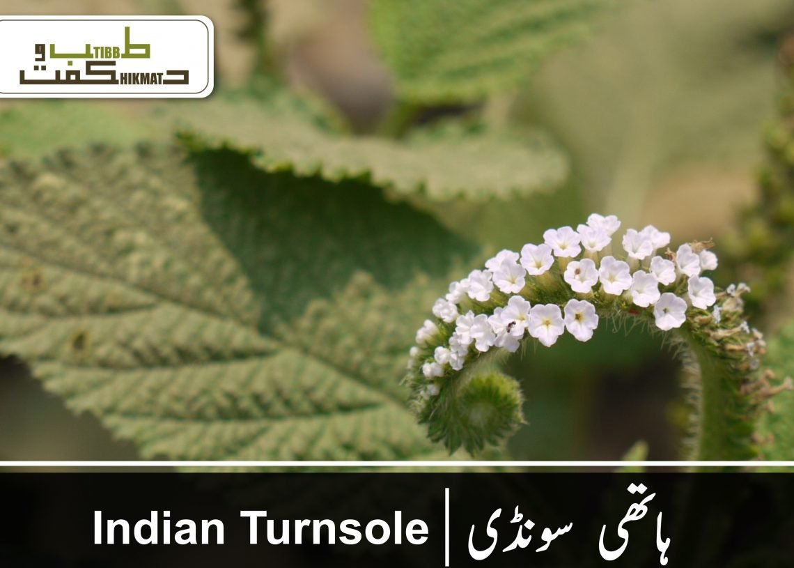 ہاتھی  سونڈی