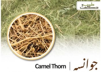 (vachellia erioloba)(camel thorn benefits)