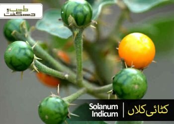 کٹائی کلاں-بڑی کٹہری ، کنڈیاری