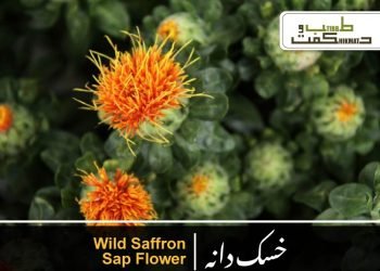 (safflower)
