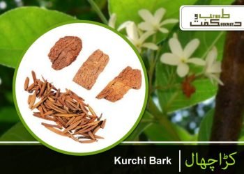 کڑاچھال کڑوی اکسیر