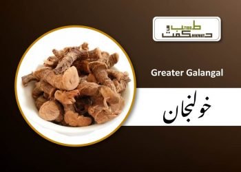 (alpinia galanga)