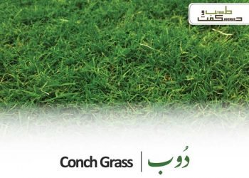 elymus repens (couch grass benefits)