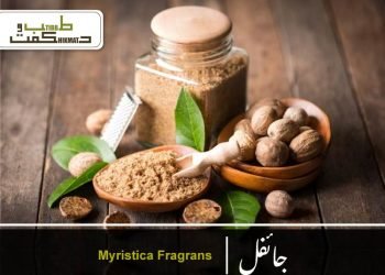 (nutmeg benefits)myristica fragrans