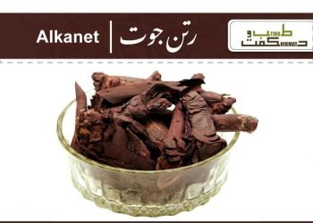 (alkanna tinctoria)alkanet root benefits