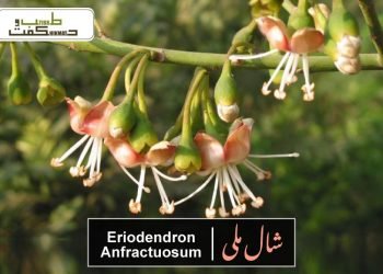 شال ملی(سفیدسیمر)