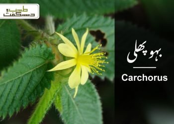 (nalta jute)(corchorus olitorius benefits)