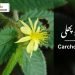 (nalta jute)(corchorus olitorius benefits)