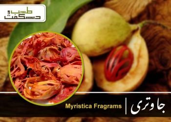 myristica fragrams