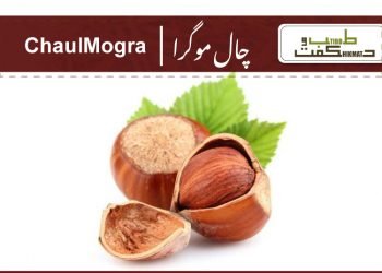 (chaulmogra uses) hydnocarpus wightianus