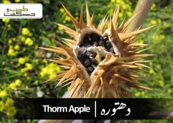 (datura stramonium)