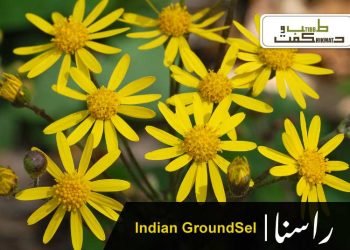 (pluchea lanceolata)