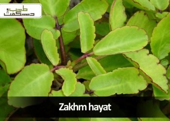 رُودرونتی ۔رودنتی