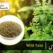wild tulsi