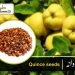 (quince seeds)