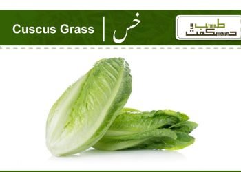 (khus khus benefits) chrysopogon zizanioides