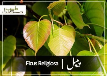 (sacred fig)peepla(peepal tree remedies)
