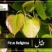 (sacred fig)peepla(peepal tree remedies)