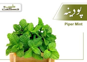 (piper mint) podina