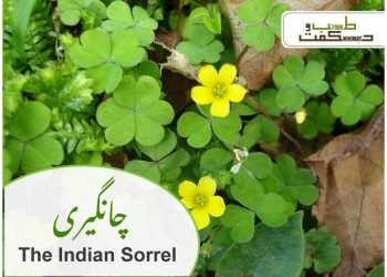 چانگیری- کھڑی بوٹی