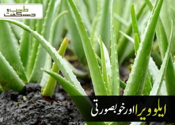 ایلوویرا اور خوبصورتی