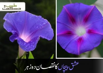 عشق پیچاں کا نقصان دہ زہر