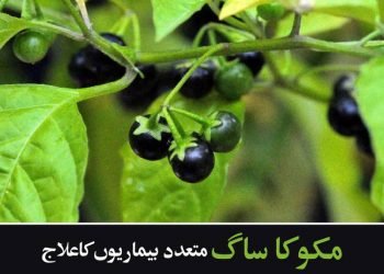 مکو کا ساگ متعدد بیماریوں کا علاج